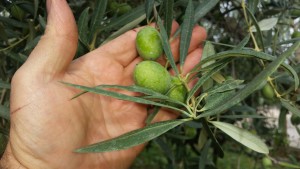 olive da tavola